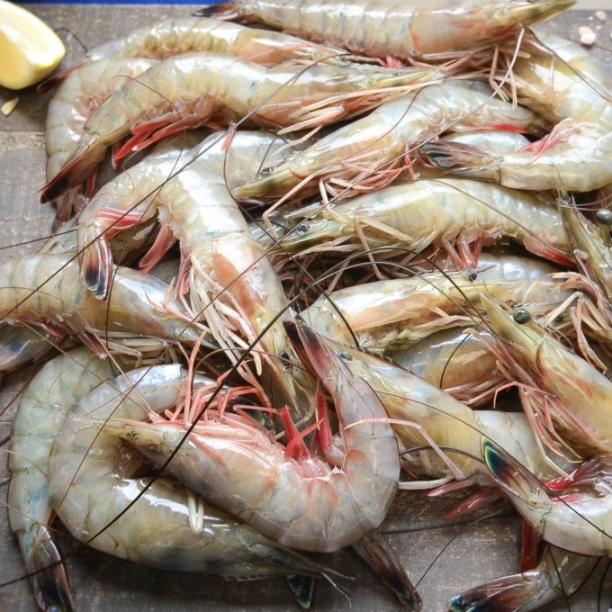 Coastal Louisiana shrimp caught in Gulf waters. (Photo credit: Nick Haddad)