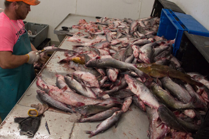 It takes skill with a boning knife to tackle this pile of wild catfish. (Photo credit: George Graham)
