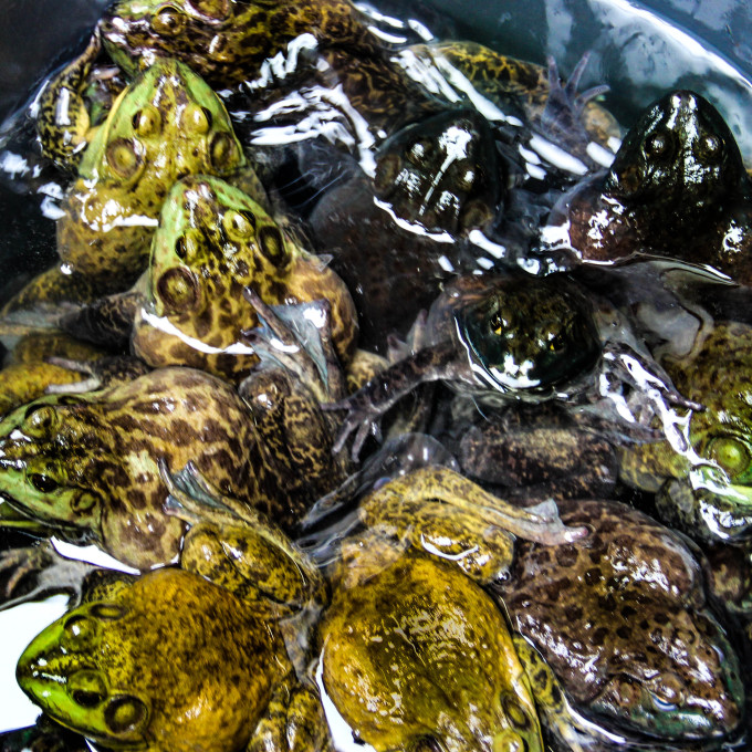 Frogs a classic Cajun recipe ingredient seen in Cajun cooking. Frogs are a Cajun recipe delicacy in the rural Cajun cooking of South Louisiana.