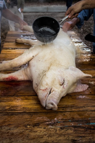 Washing down the hog with scalding water.