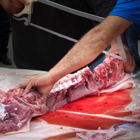 Sawing Hog backbone for a Cajun recipe.