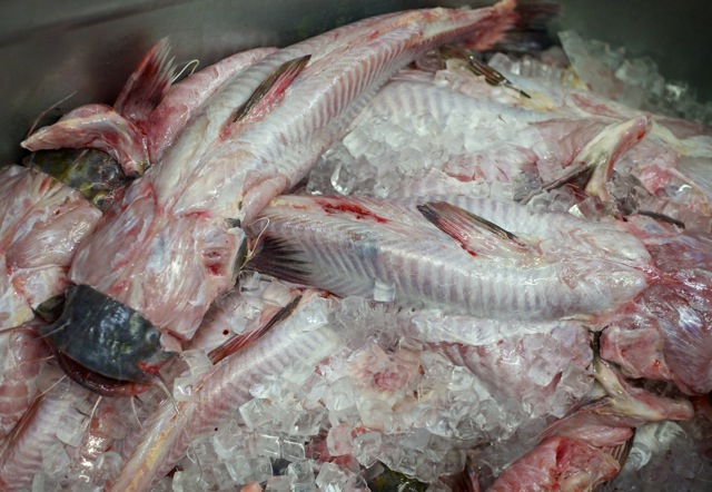 Cleaned catfish on ice for a pot of Catfish Head Stew.