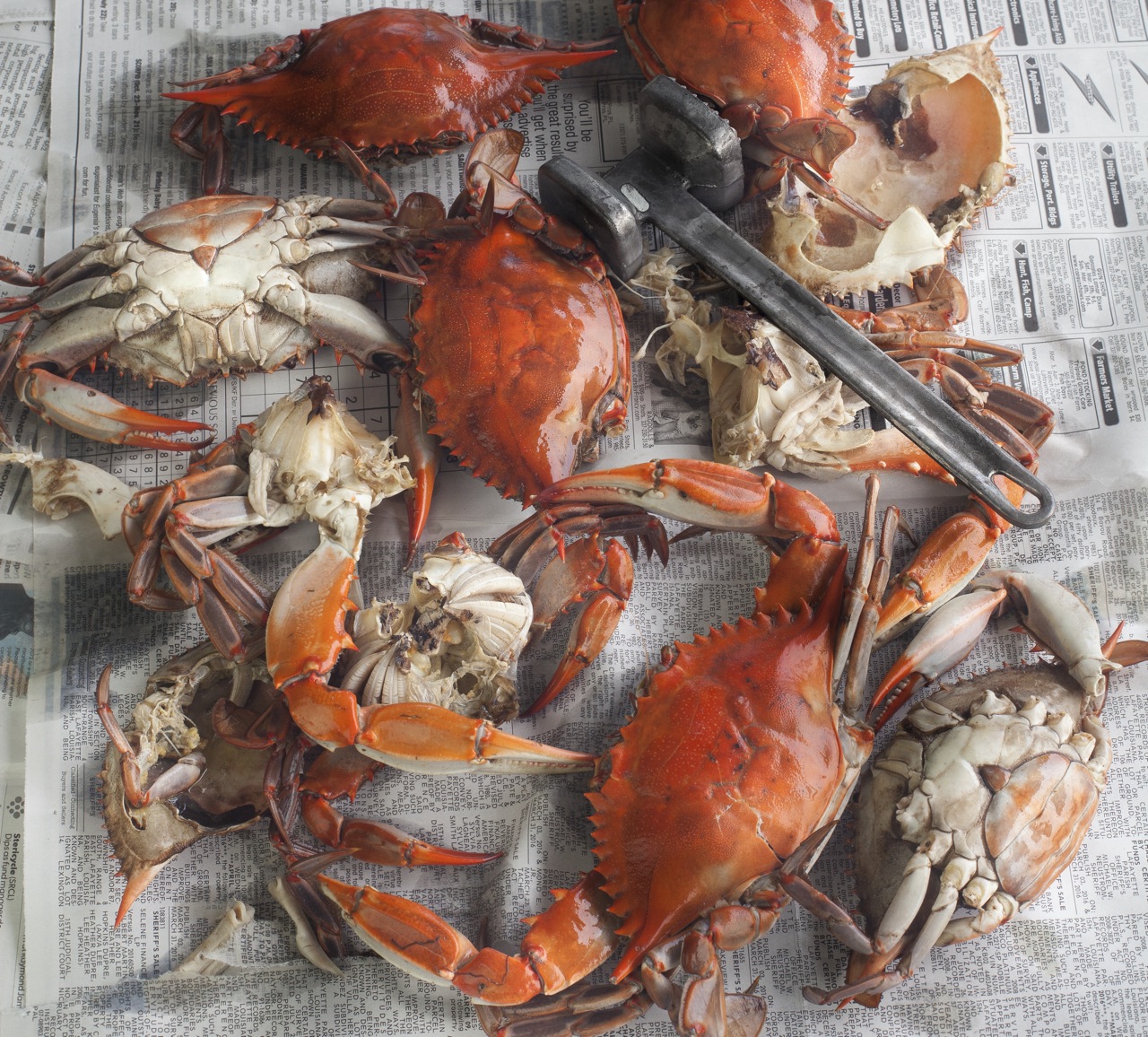 Louisiana blue crabs turn bright red when boiled.