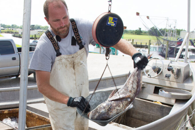 Commercial fisherman Jessie Higgins weighs his catch on the docks in coastal Louisiana. (Photo credit: George Graham)