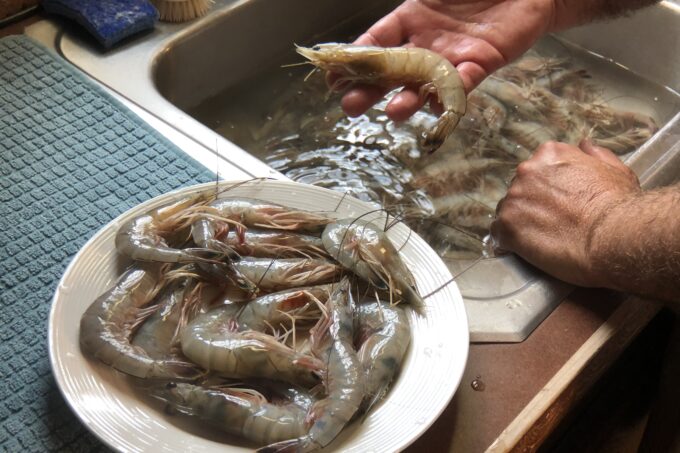When thawed, plate-frozen shrimp are as close to fresh as can be. (Photo credit: George Graham)