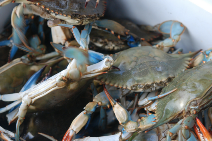 Louisiana blue crabs from the waters of coastal Louisiana. (Photo credit: Louisiana Direct Seafood)