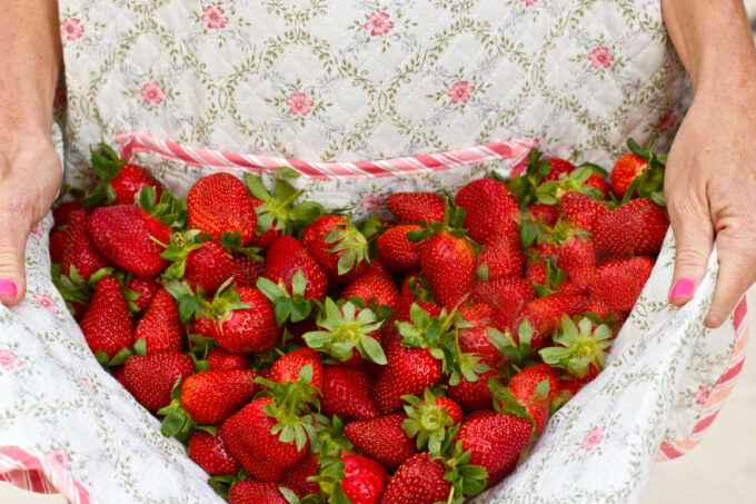Ponchatoula strawberries are a sweet springtime treat.