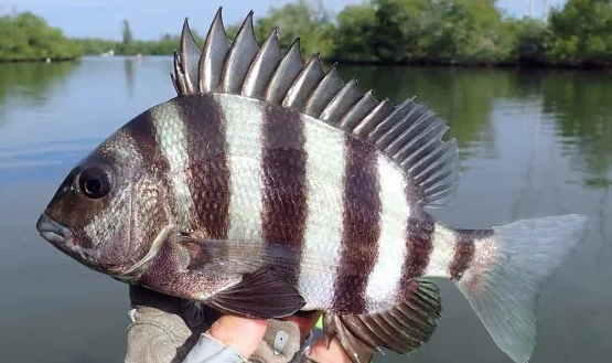 Stripes and teeth define the sheepshead species. (Photo credit: Internet archive)