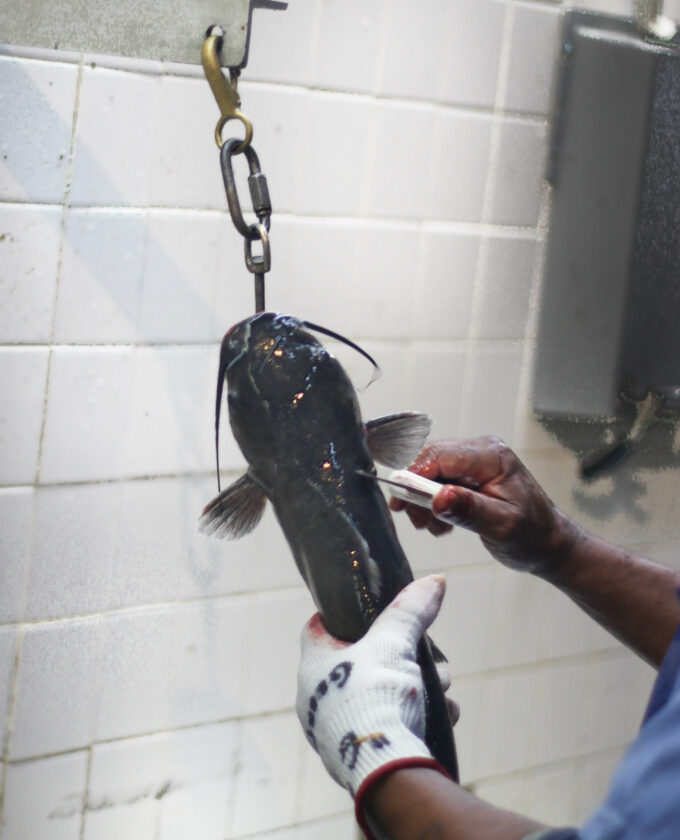 Fried Whole Catfish Acadiana Table